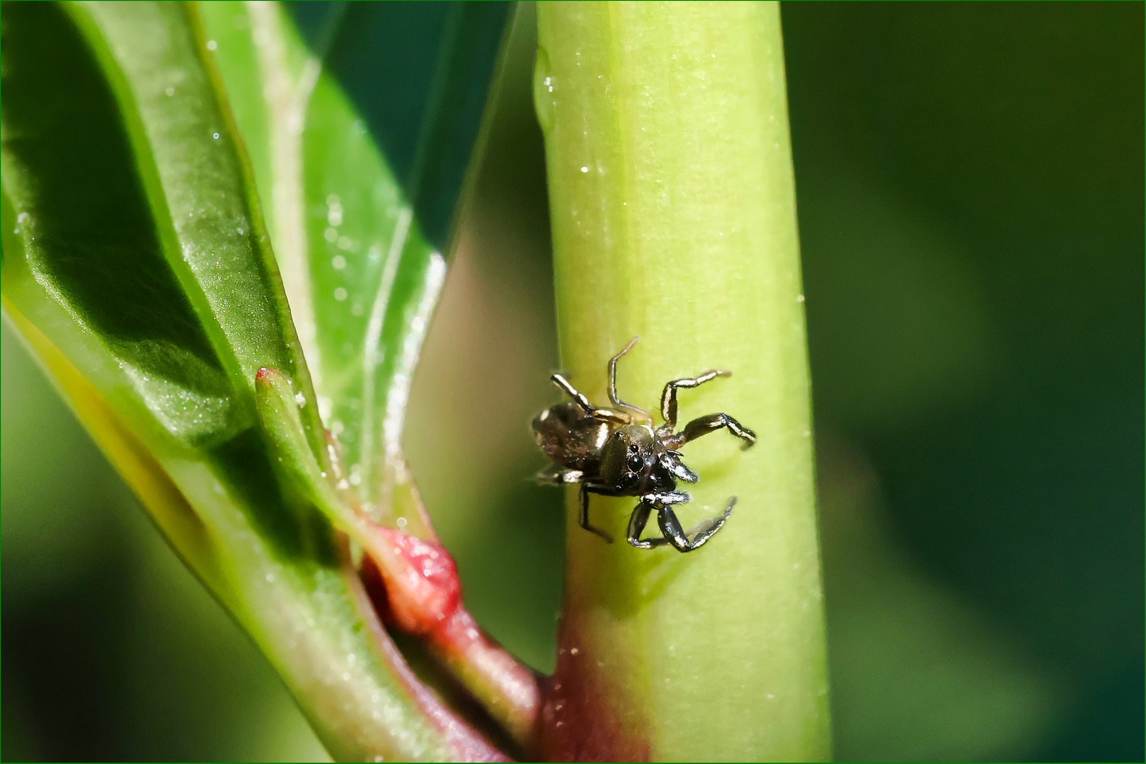 Kleine Springspinne ganz gross