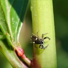 Kleine Springspinne ganz gross