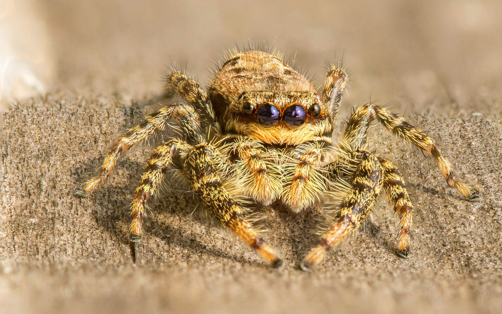 kleine Springspinne ganz groß