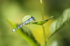 kleine Stablibelle