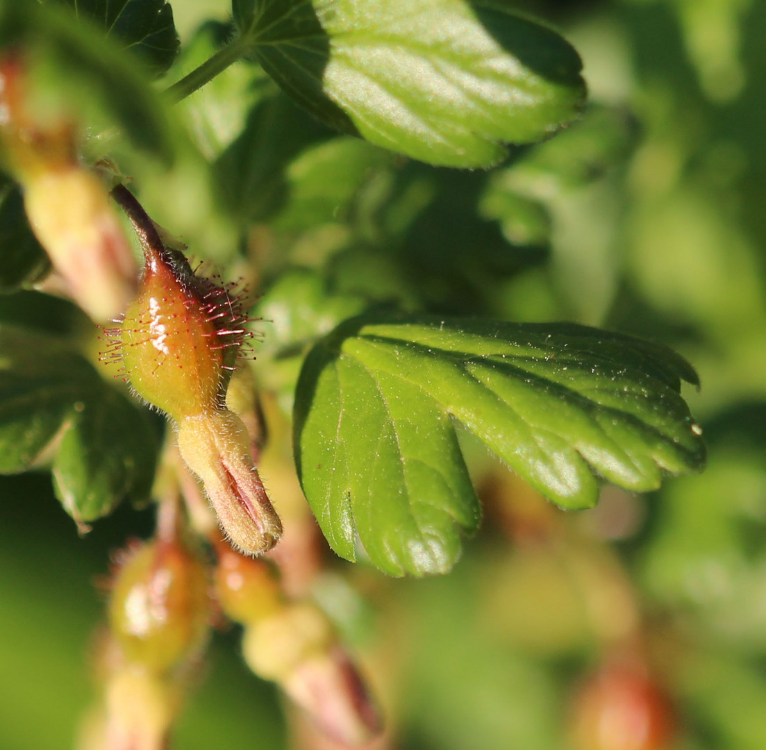 kleine Stachelbeere