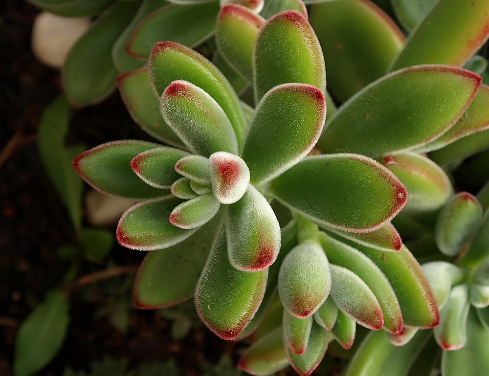 Kleine Stachelige Dame