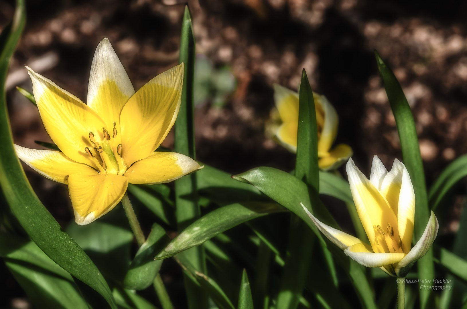 Kleine Stern Tulpe 