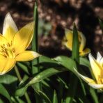 Kleine Stern Tulpe 