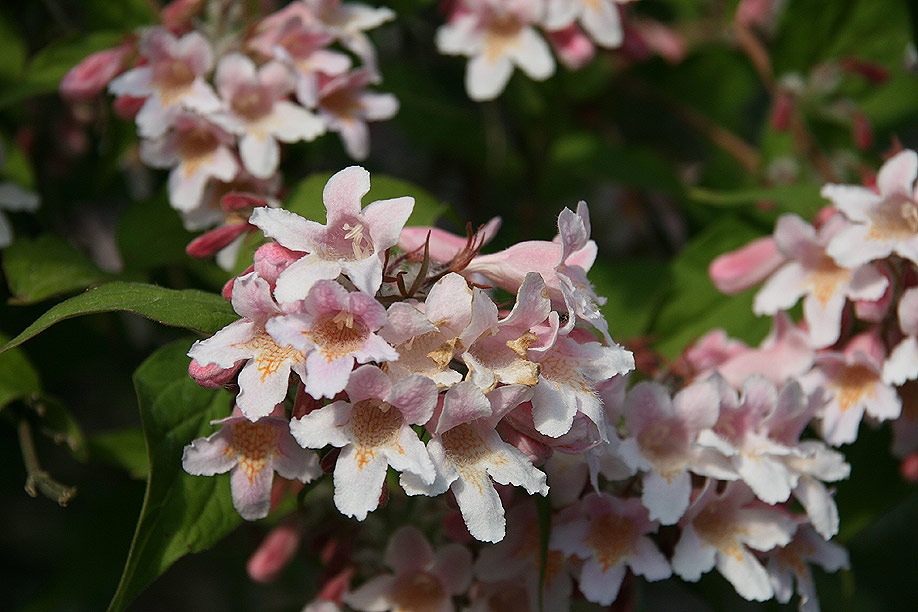 Kleine Sternchen