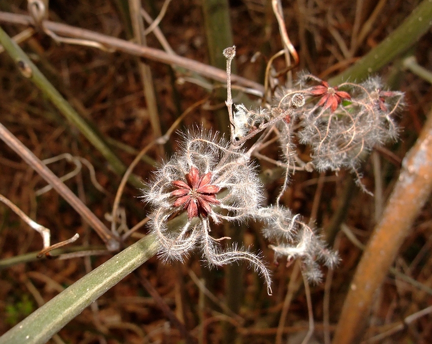 Kleine Sternchen