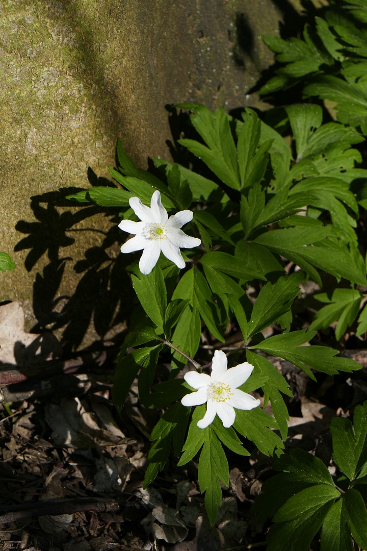 Kleine Sternchen am Wegesrand