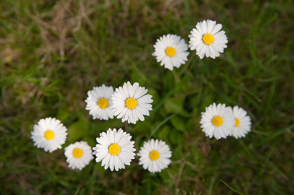 Kleine Sterne