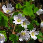 Kleine Sterne im dunklen Wald