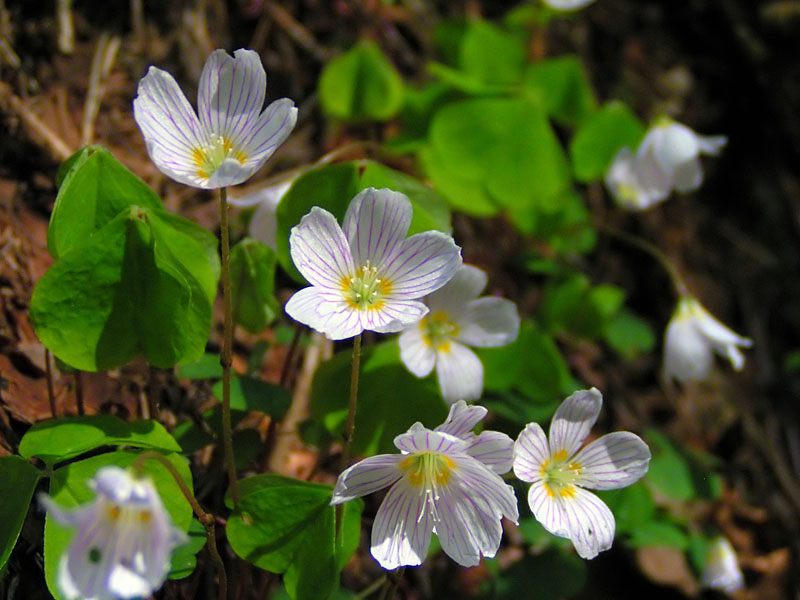 Kleine Sterne im dunklen Wald