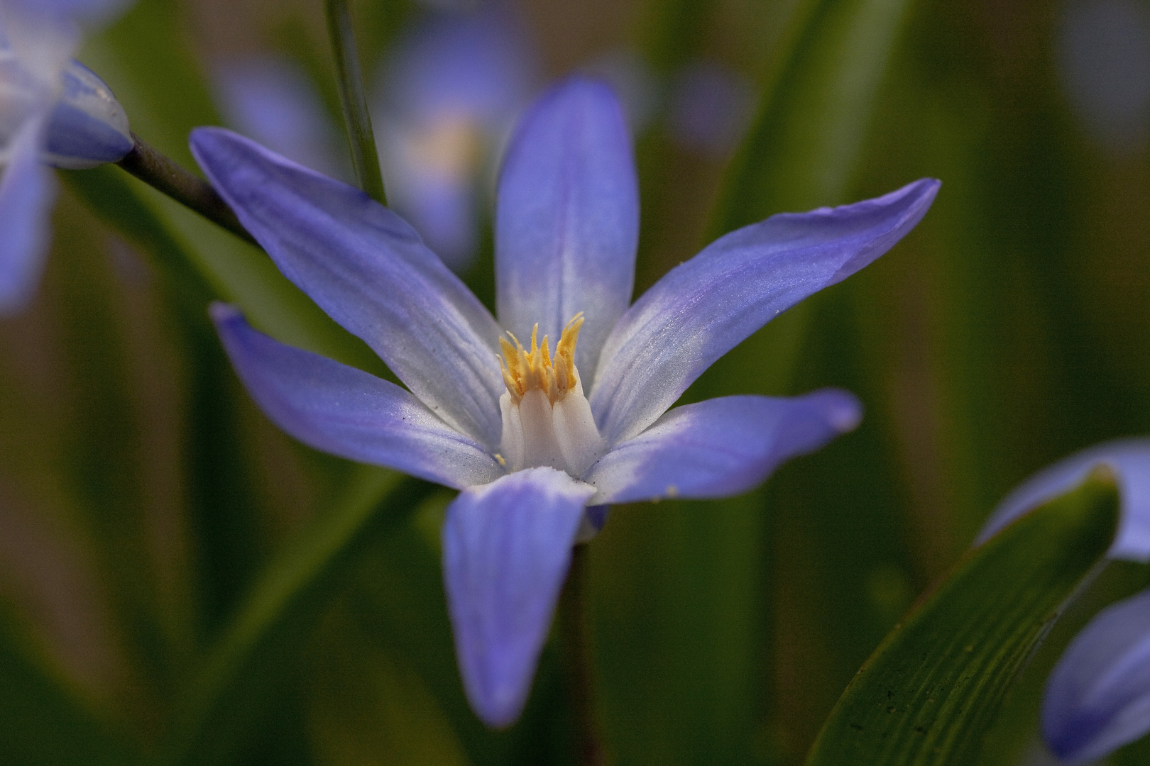 Kleine Sternhyazinthe