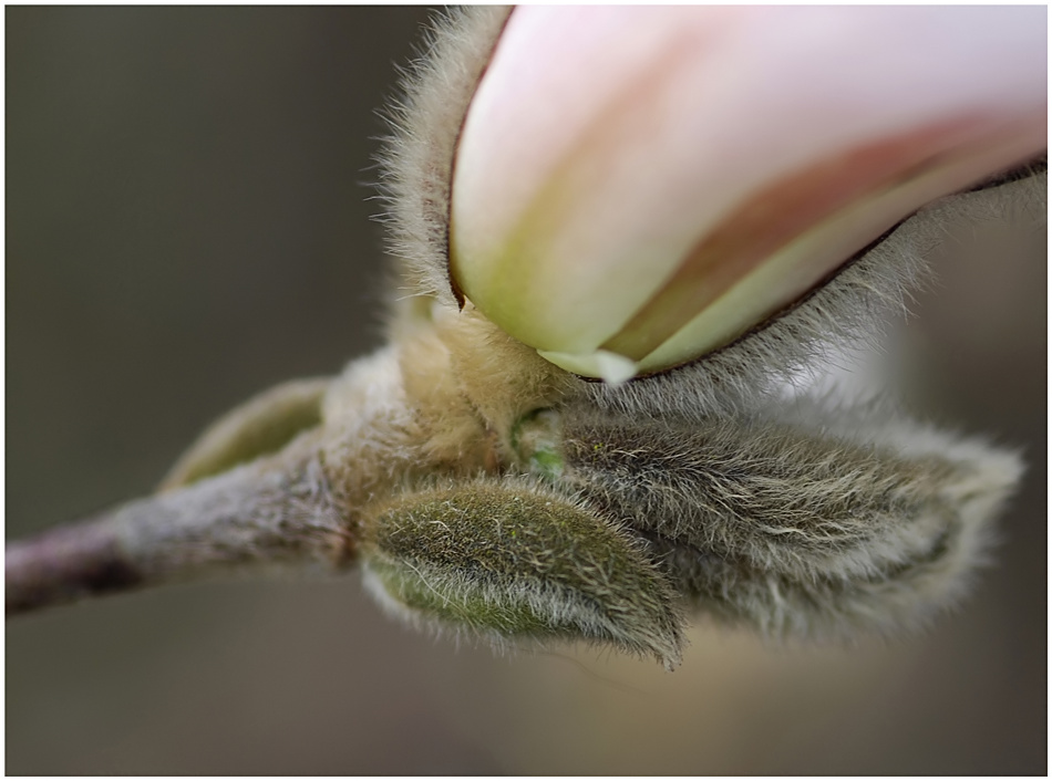 Kleine Sternmagnolie - Detail