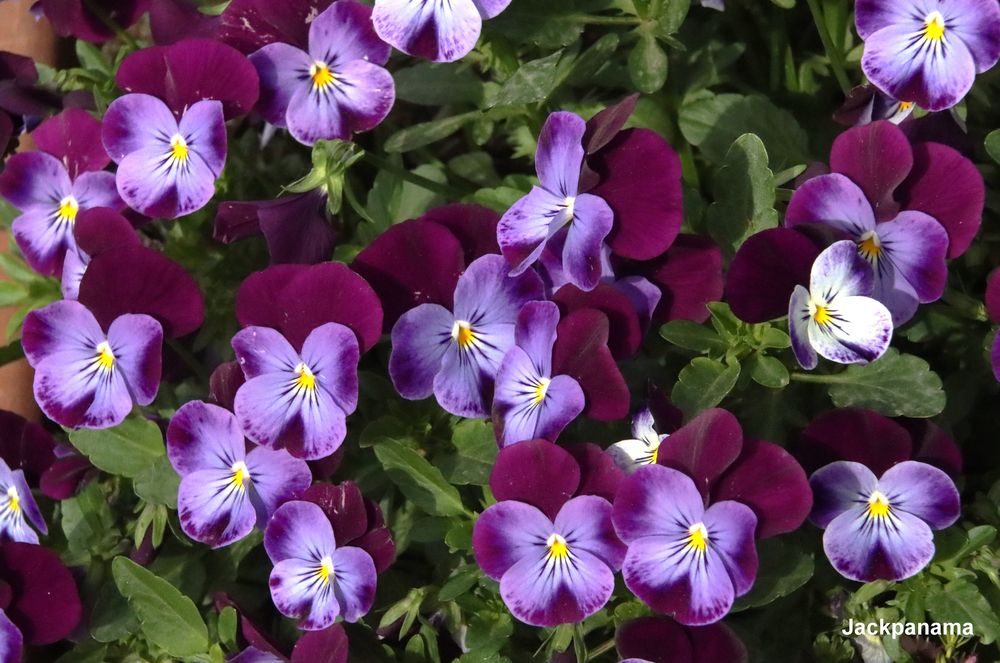 Kleine Stiefmütterchen in voller Blüte