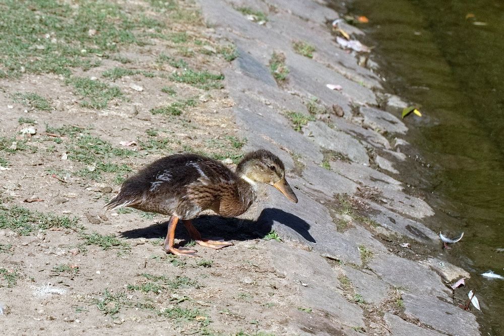 Kleine Stockente (I)