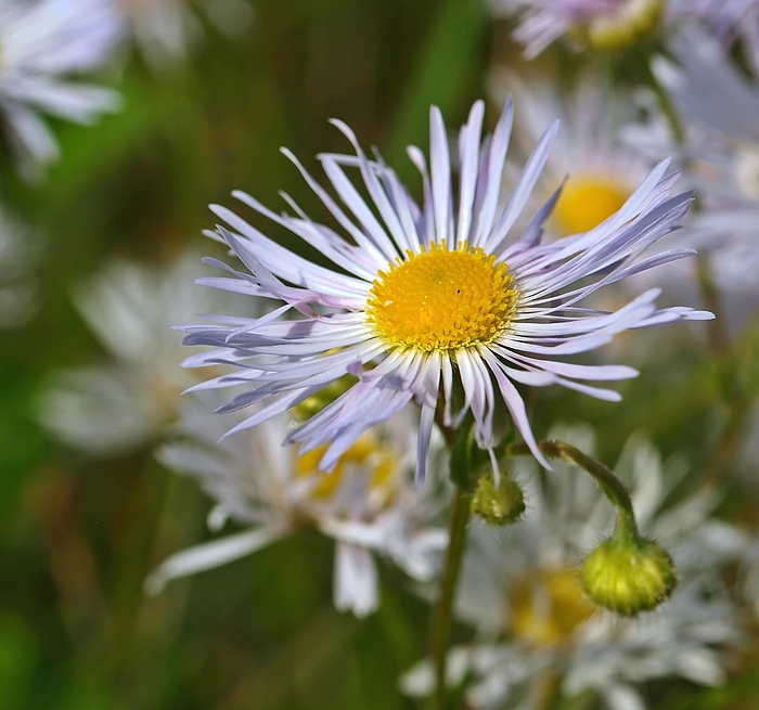 Kleine Strahlen