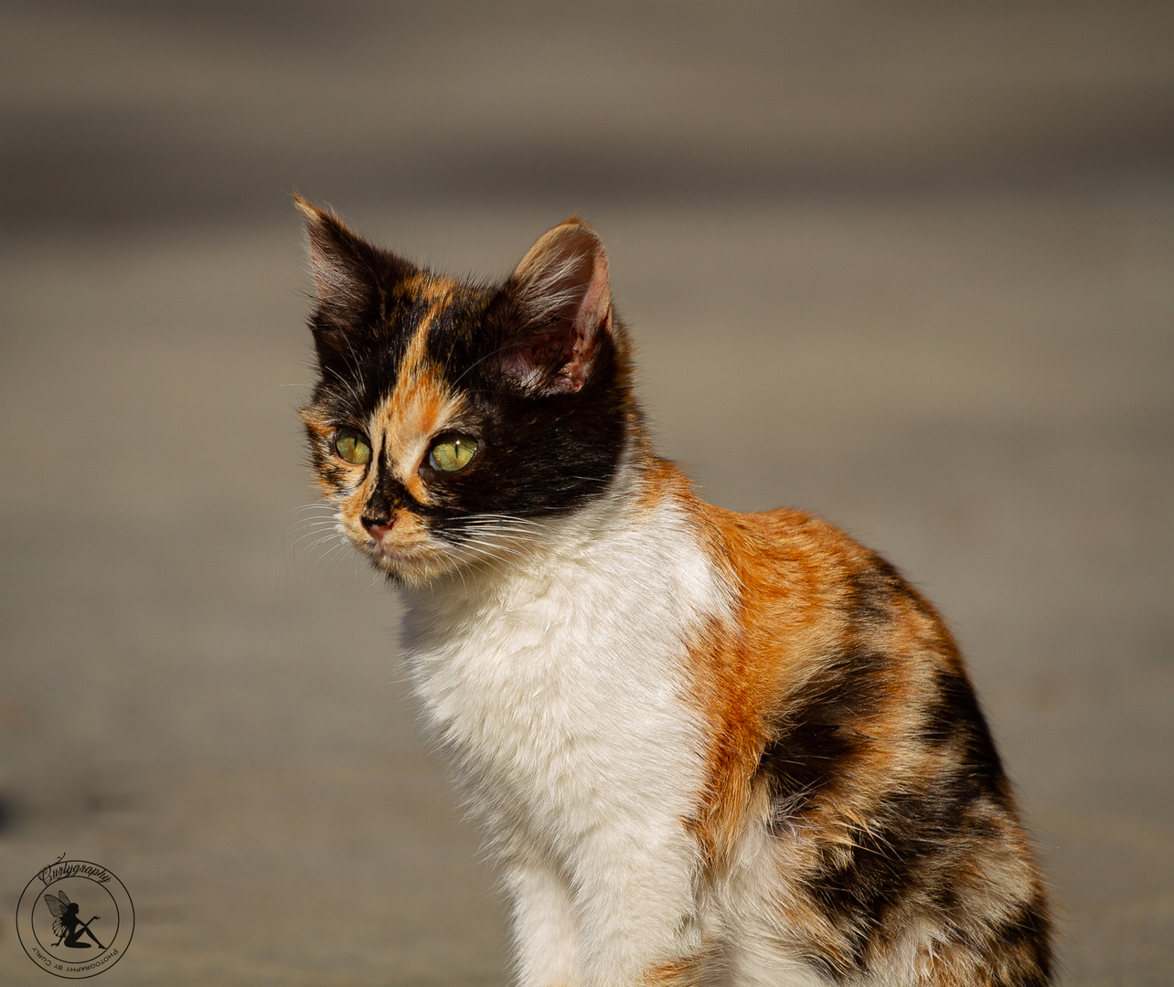 Kleine Straßenkatze Foto & Bild | tiere, wildlife, wildlife: sonstige tiere Bilder auf fotocommunity