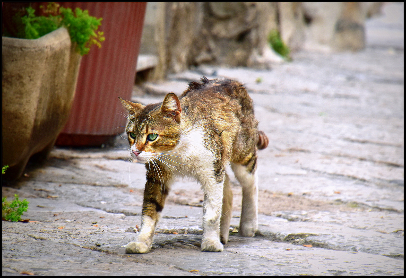 ... Kleine Strassenkatze in Neapel ...