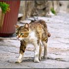 ... Kleine Strassenkatze in Neapel ...