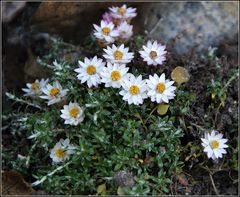 kleine Strohblumen...