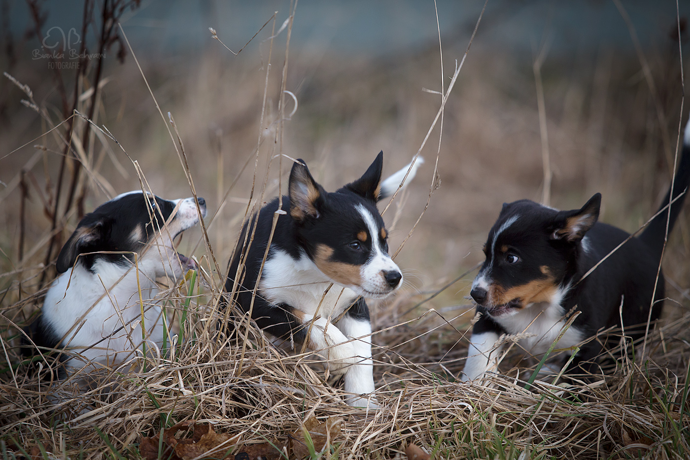 Kleine Strolche