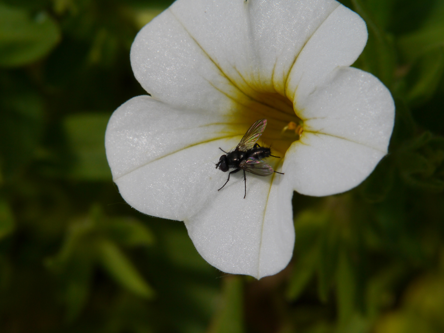 Kleine Stubenfliege