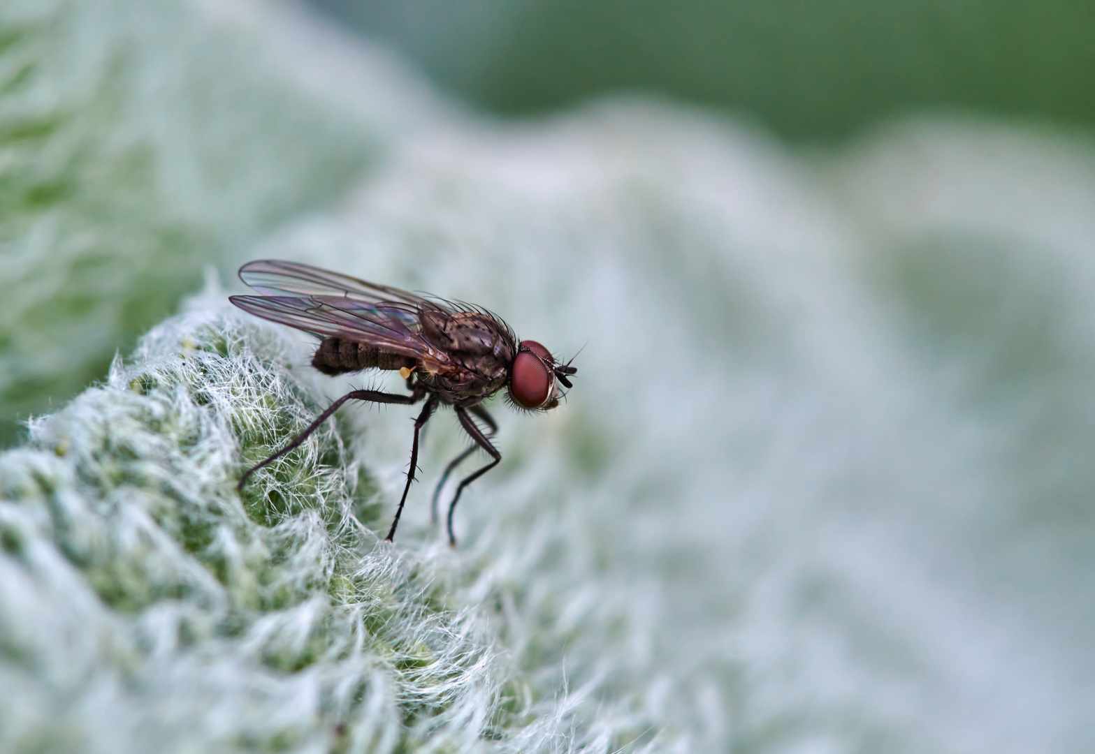 Kleine Stubenfliege (Fannia canicularis)