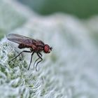 Kleine Stubenfliege (Fannia canicularis)