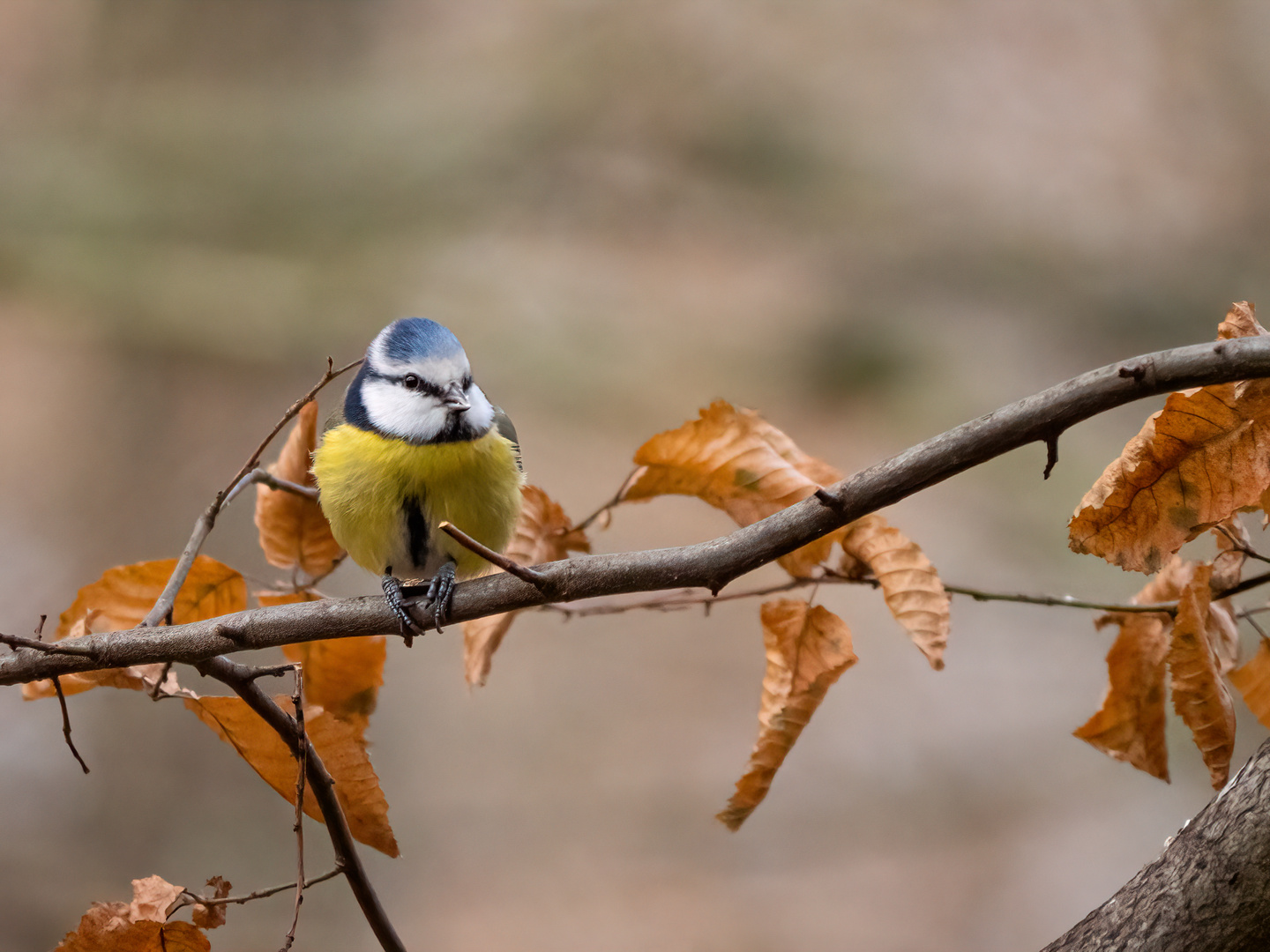 Kleine süße Blaumeise