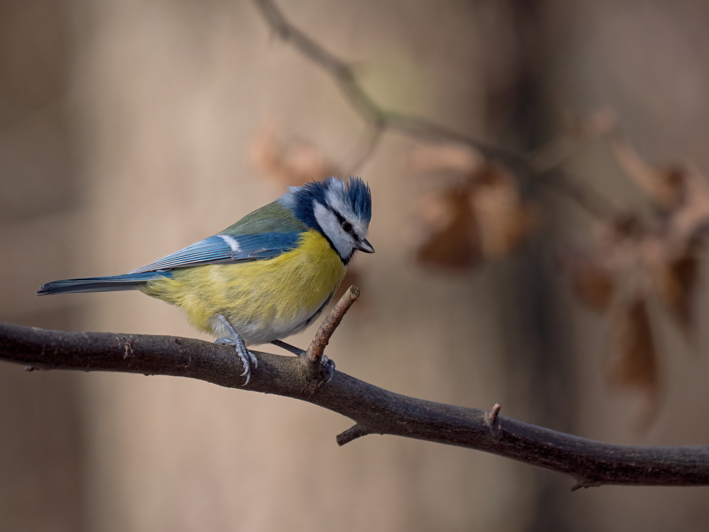 Kleine süße Blaumeise