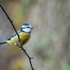 Kleine Süsse Blaumeise :-)