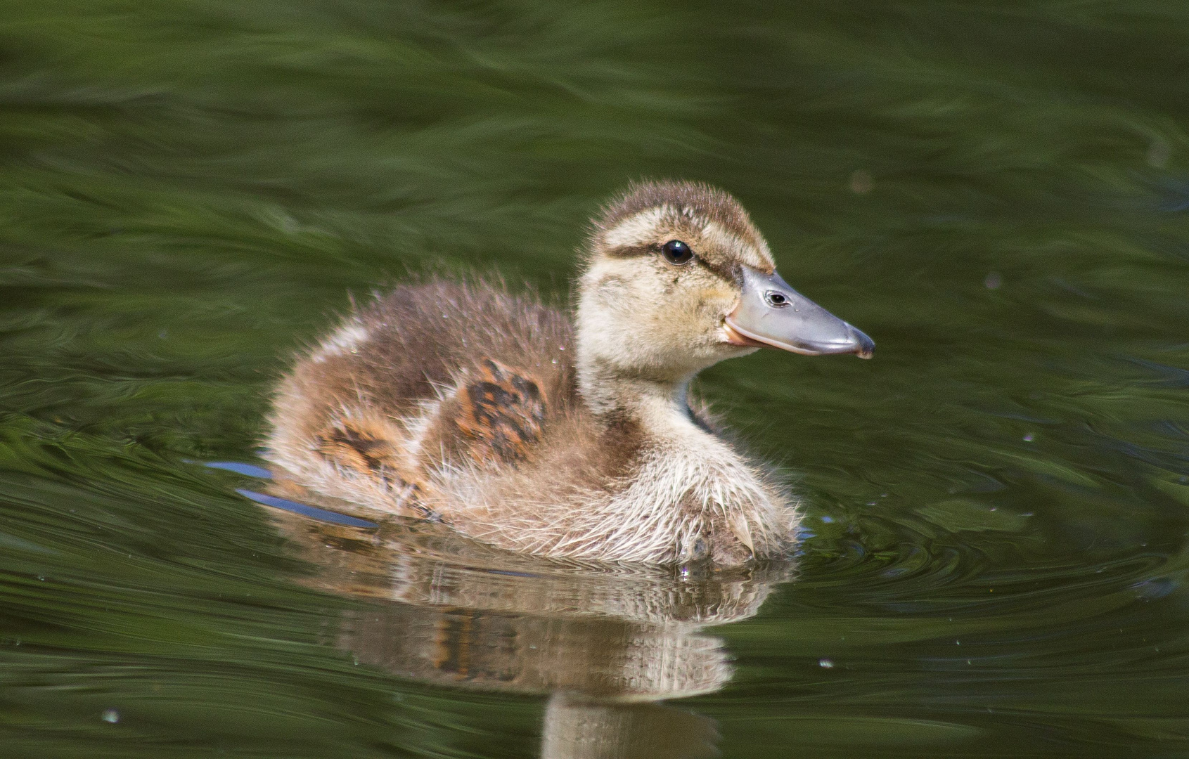 Kleine Süße Ente