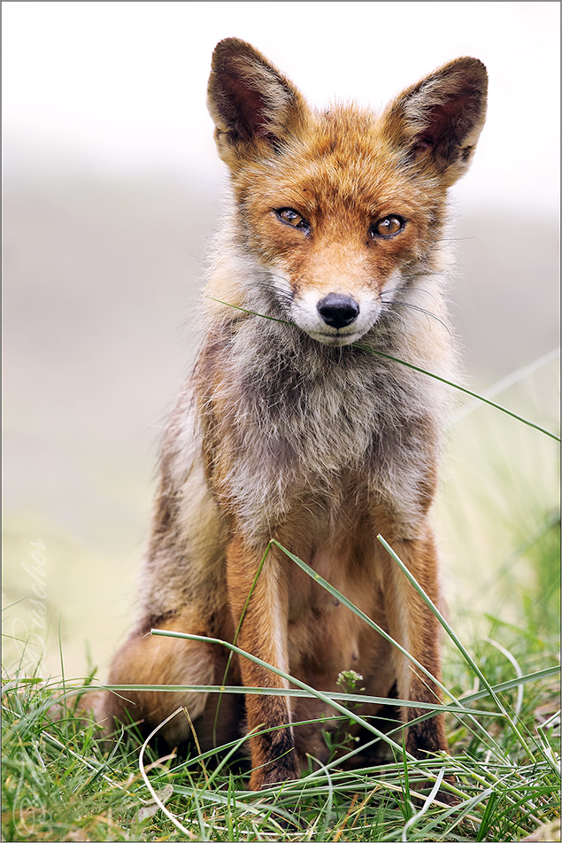 Kleine Susse Fuchsin Foto Bild Natur Tier Tiere Bilder Auf Fotocommunity