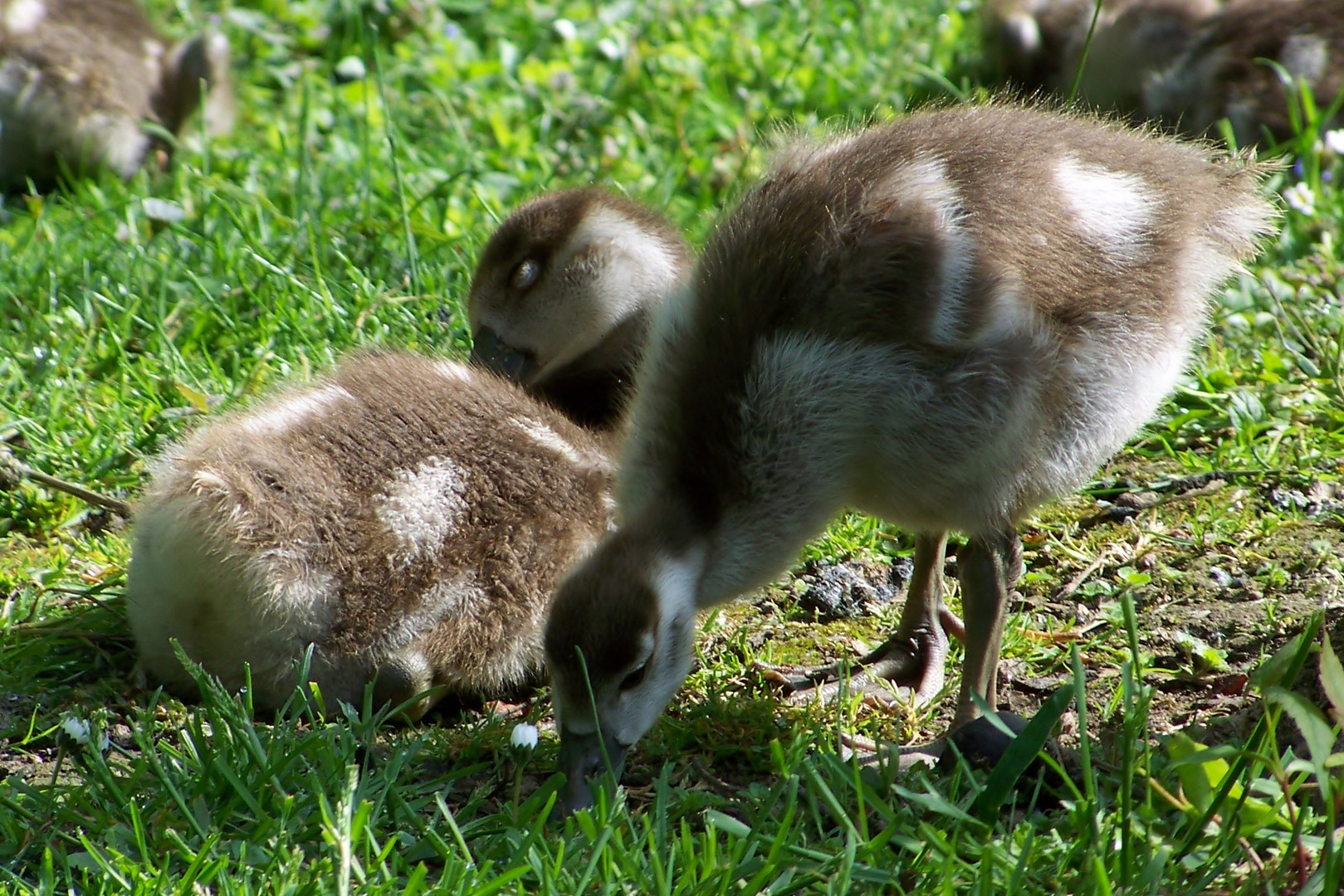 Kleine süße Gänseküken