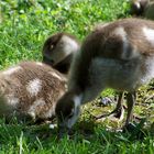 Kleine süße Gänseküken