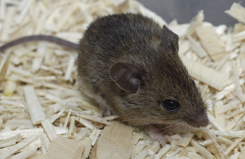 Kleine süße Maus Foto & Bild | tiere, zoo, wildpark & falknerei