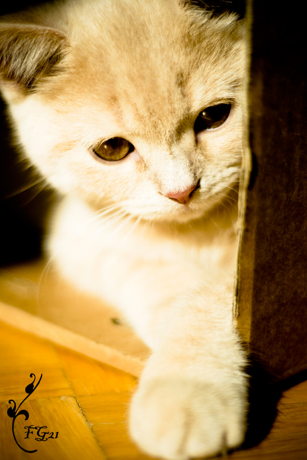 Kleine Susse Miezekatze Foto Bild Tiere Haustiere Katzen Bilder Auf Fotocommunity