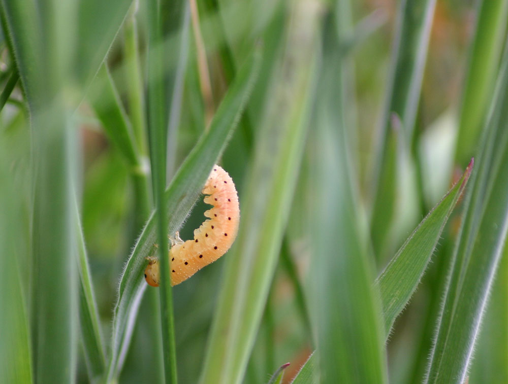 kleine süße Raupe