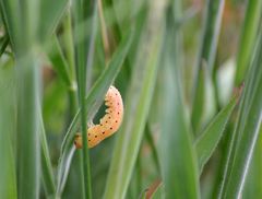 kleine süße Raupe