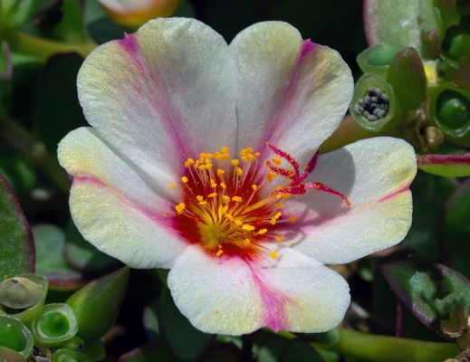 Kleine Sukkulente Blüte