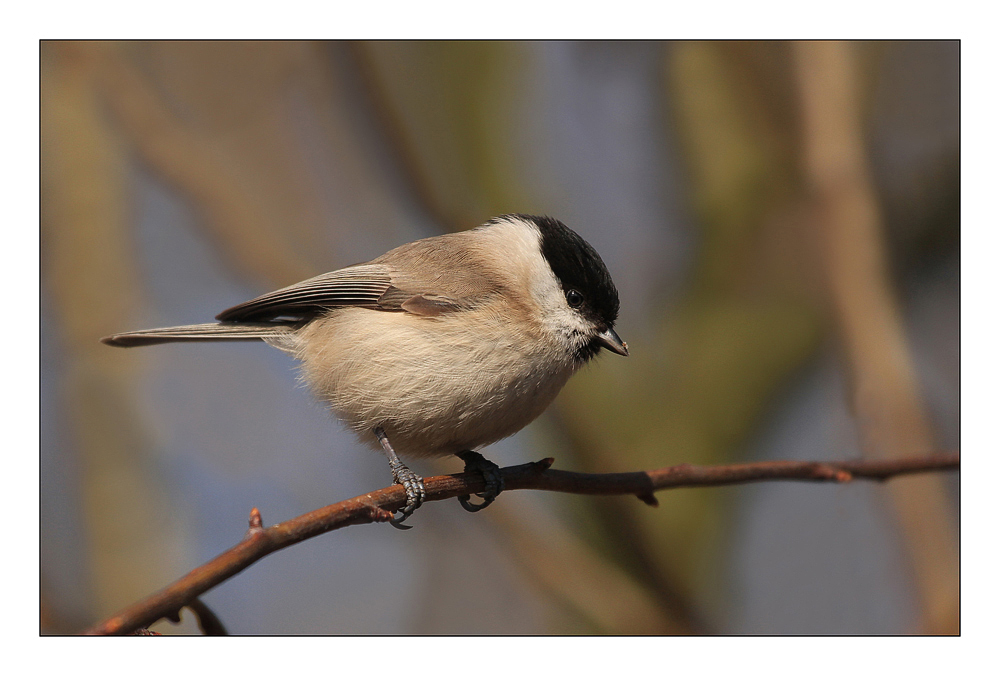 Kleine Sumpfmeise Foto & Bild | tiere, wildlife, wild lebende vögel ...