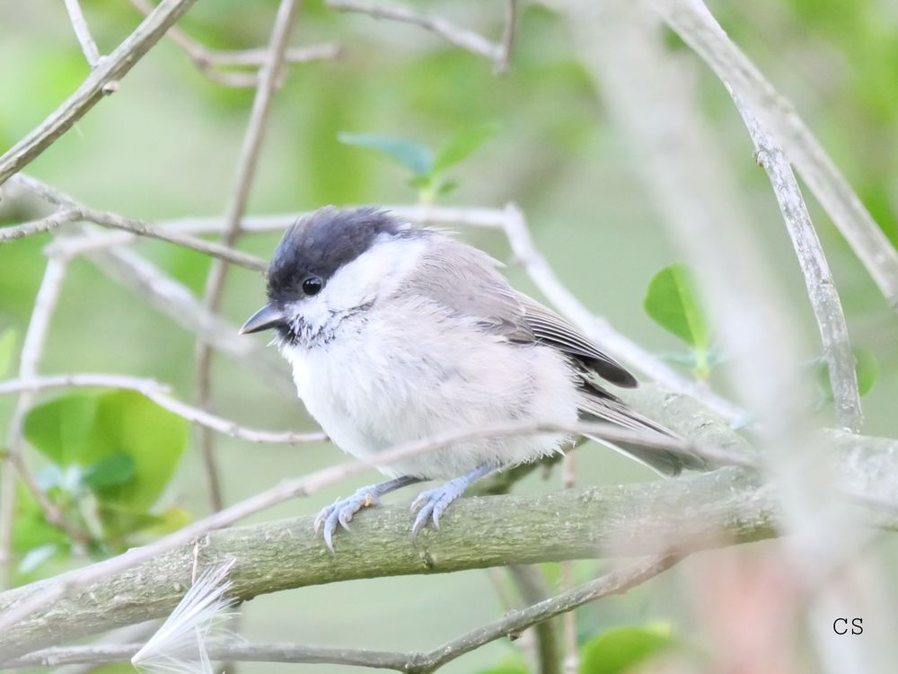 KLEINE SUMPFMEISE Foto & Bild | tiere, tierkinder, fotos Bilder auf ...