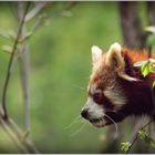 Kleine Tabea aus dem Tierpark Berlin