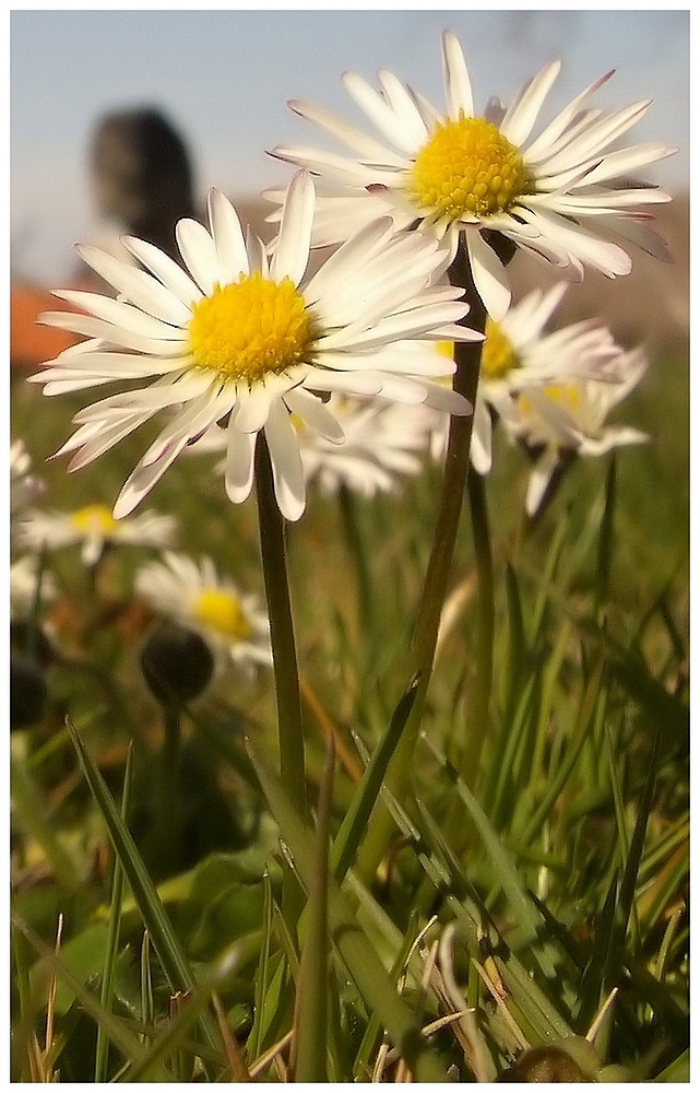 Kleine Tänzer