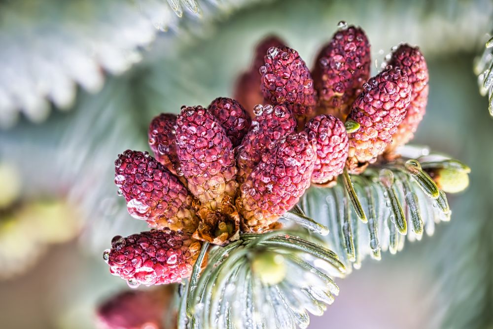 Kleine Tannenzapfen Foto & Bild bäume, natur, pflanzen Bilder auf