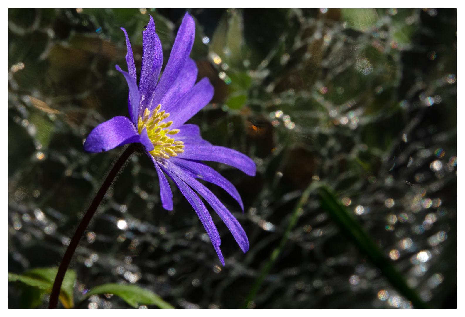 Kleine, tapfere, blaue Anemone