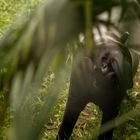 Kleine Tapir-Augen ganz groß :)