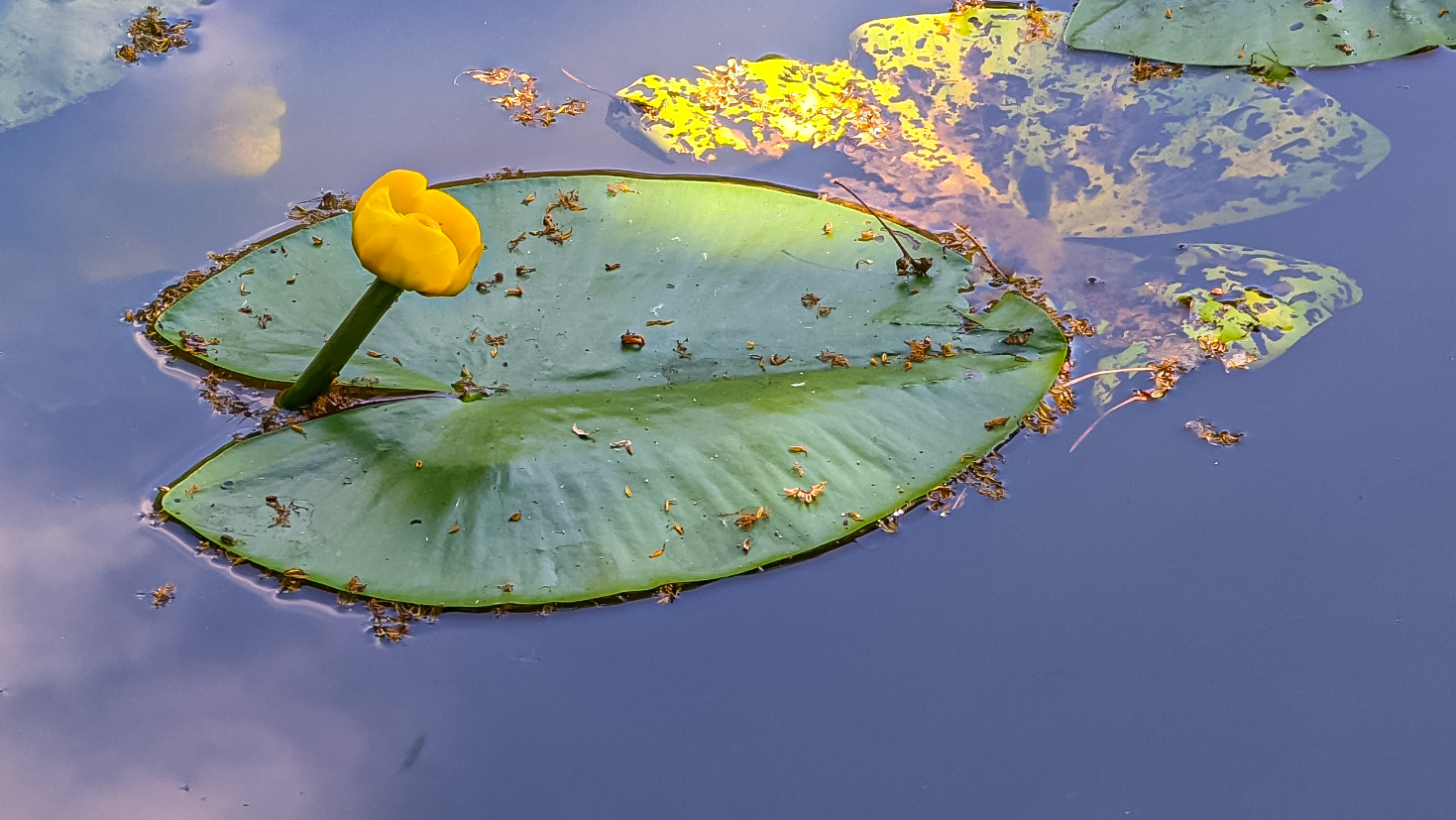 Kleine Teichrose