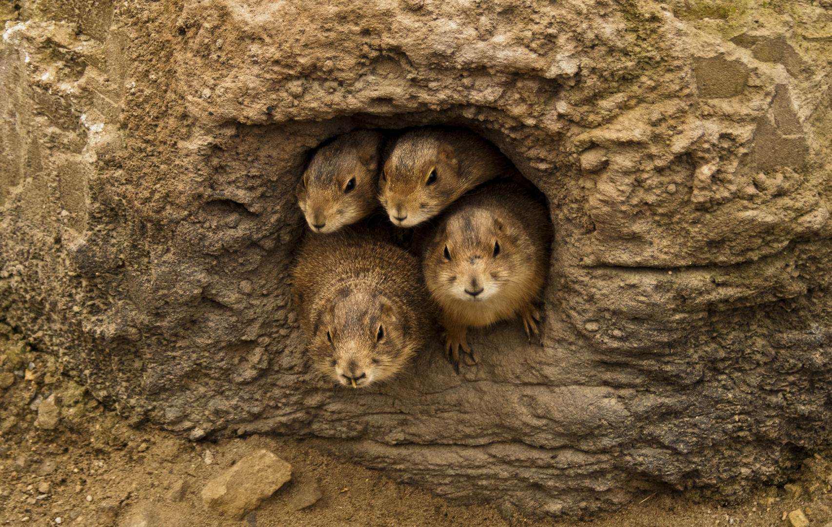 Kleine Tierchen kuscheln gerne!