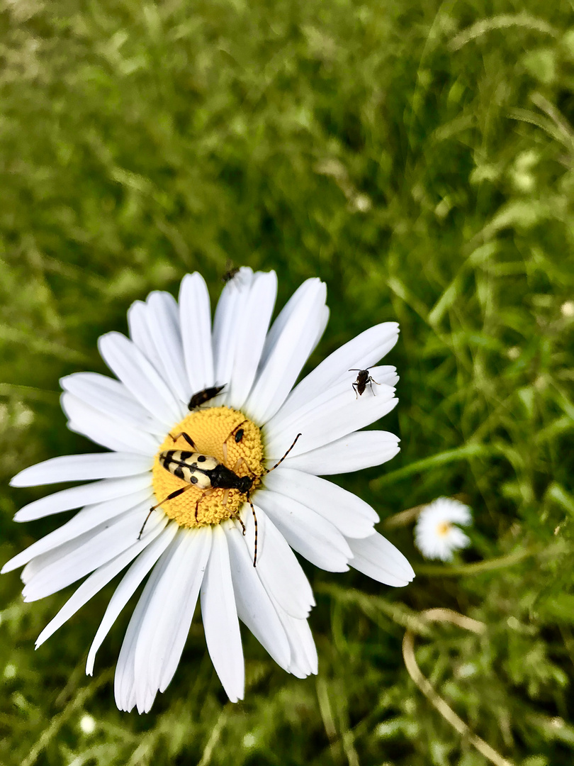 Kleine Tiere am Wegesrand 