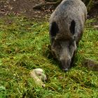 Kleine Tiere sind alle niedlich...........DSC_3607